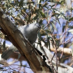 Colluricincla harmonica (Grey Shrikethrush) at The Pinnacle - 10 Aug 2020 by Alison Milton