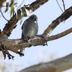 Colluricincla harmonica at Holt, ACT - 10 Aug 2020