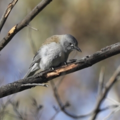 Colluricincla harmonica (Grey Shrikethrush) at Hawker, ACT - 10 Aug 2020 by Alison Milton