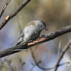 Colluricincla harmonica at Hawker, ACT - 10 Aug 2020