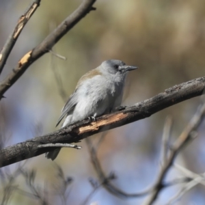 Colluricincla harmonica at Hawker, ACT - 10 Aug 2020