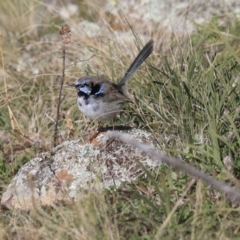 Malurus cyaneus (Superb Fairywren) at The Pinnacle - 4 Aug 2020 by AlisonMilton