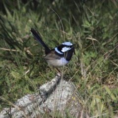 Malurus cyaneus at Holt, ACT - 4 Aug 2020 11:20 AM