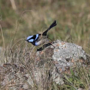 Malurus cyaneus at Holt, ACT - 4 Aug 2020 11:20 AM