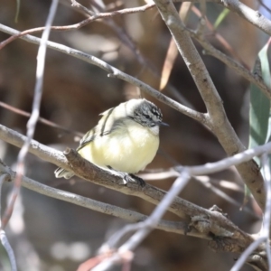 Acanthiza chrysorrhoa at Holt, ACT - 4 Aug 2020