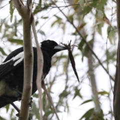 Gymnorhina tibicen (Australian Magpie) at Hawker, ACT - 12 Aug 2020 by AlisonMilton