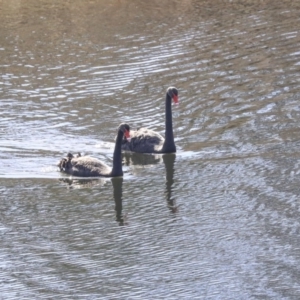 Cygnus atratus at Googong, NSW - 2 Aug 2020