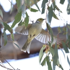 Ptilotula penicillata (White-plumed Honeyeater) at Googong, NSW - 2 Aug 2020 by Alison Milton