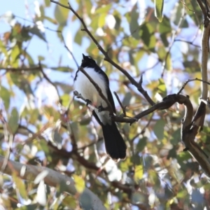 Rhipidura leucophrys at Googong, NSW - 2 Aug 2020 10:21 AM