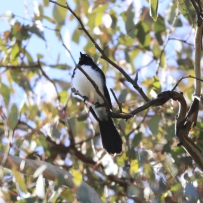 Rhipidura leucophrys (Willie Wagtail) at Googong, NSW - 2 Aug 2020 by Alison Milton