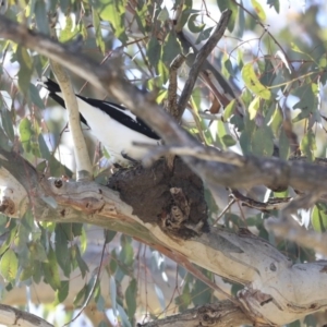 Grallina cyanoleuca at Googong, NSW - 2 Aug 2020