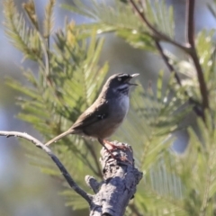 Sericornis frontalis (White-browed Scrubwren) at Googong Foreshore - 2 Aug 2020 by Alison Milton