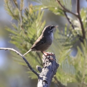 Sericornis frontalis at Googong Foreshore - 2 Aug 2020 10:10 AM