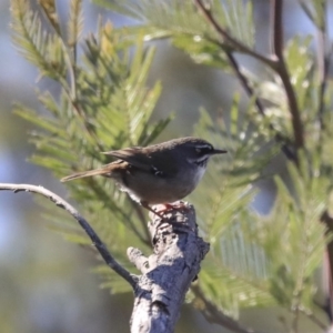 Sericornis frontalis at Googong Foreshore - 2 Aug 2020 10:10 AM