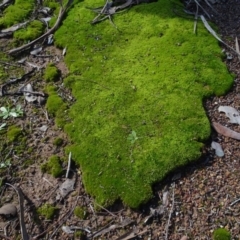 Unidentified Moss, Liverwort or Hornwort at Bookham, NSW - 29 Jul 2020 by AndyRussell