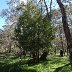 Exocarpos cupressiformis (Cherry Ballart) at Bookham, NSW - 29 Jul 2020 by AndyRussell