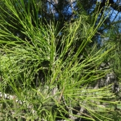 Exocarpos cupressiformis at Bookham, NSW - 29 Jul 2020 12:58 PM