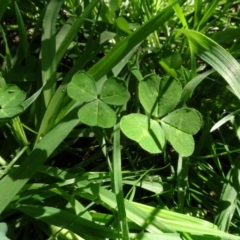 Trifolium sp. (Clover) at Bookham, NSW - 29 Jul 2020 by AndyRussell