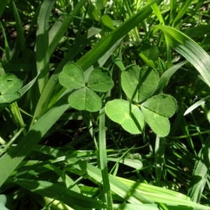 Trifolium sp. at Bookham, NSW - 29 Jul 2020