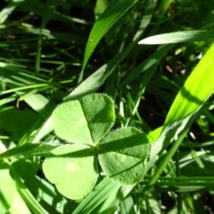 Trifolium sp. at Bookham, NSW - 29 Jul 2020