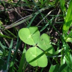 Trifolium sp. at Bookham, NSW - 29 Jul 2020