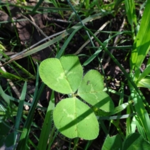 Trifolium sp. at Bookham, NSW - 29 Jul 2020