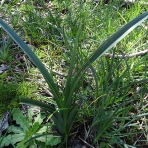 Dianella revoluta var. revoluta at Bookham, NSW - 29 Jul 2020