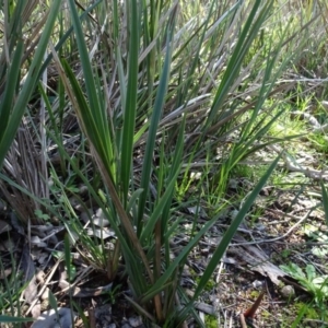 Dianella revoluta var. revoluta at Bookham, NSW - 29 Jul 2020