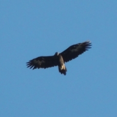 Aquila audax (Wedge-tailed Eagle) at Conder, ACT - 18 Mar 2020 by michaelb