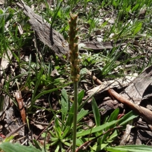 Plantago varia at Bookham, NSW - 29 Jul 2020 01:33 PM