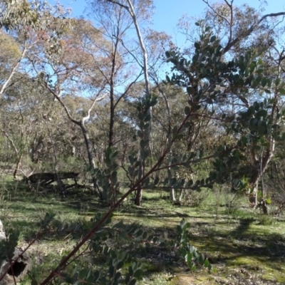 Acacia buxifolia subsp. buxifolia (Box-leaf Wattle) at Bookham, NSW - 29 Jul 2020 by AndyRussell