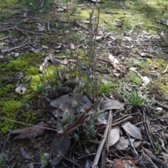 Brachyloma daphnoides (Daphne Heath) at Bookham, NSW - 29 Jul 2020 by AndyRussell