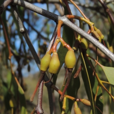 Amyema miquelii (Box Mistletoe) at Tuggeranong Hill - 18 Mar 2020 by michaelb