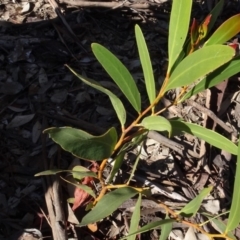 Acacia sp. (A Wattle) at Bookham, NSW - 29 Jul 2020 by AndyRussell