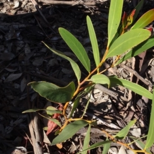 Acacia sp. at Bookham, NSW - 29 Jul 2020