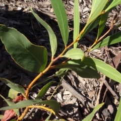 Acacia sp. at Bookham, NSW - 29 Jul 2020