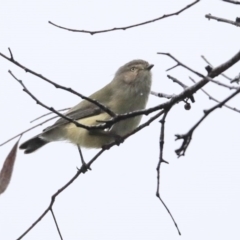 Smicrornis brevirostris (Weebill) at Higgins, ACT - 11 Jul 2020 by Alison Milton