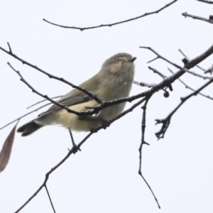 Smicrornis brevirostris at Higgins, ACT - 11 Jul 2020