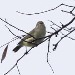 Smicrornis brevirostris at Higgins, ACT - 11 Jul 2020