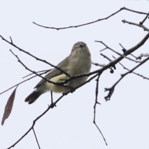 Smicrornis brevirostris at Higgins, ACT - 11 Jul 2020