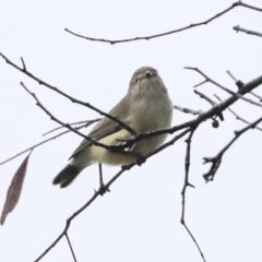 Smicrornis brevirostris at Higgins, ACT - 11 Jul 2020