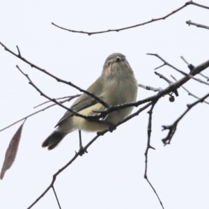 Smicrornis brevirostris at Higgins, ACT - 11 Jul 2020