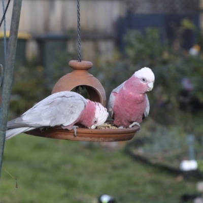 Eolophus roseicapilla (Galah) at Higgins, ACT - 14 Jun 2020 by Alison Milton