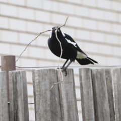 Gymnorhina tibicen (Australian Magpie) at Higgins, ACT - 6 Jul 2020 by AlisonMilton