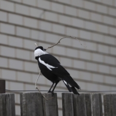 Gymnorhina tibicen at Higgins, ACT - 6 Jul 2020