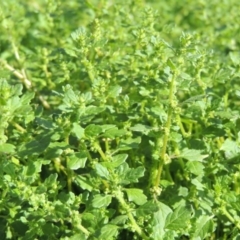 Dysphania pumilio (Small Crumbweed) at Conder, ACT - 18 Mar 2020 by michaelb