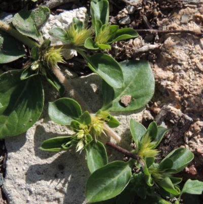 Alternanthera pungens (Khaki Weed) at Conder, ACT - 18 Mar 2020 by michaelb