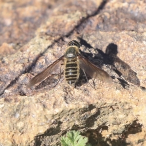 Bombyliidae (family) at Weetangera, ACT - 10 Mar 2020 08:41 AM