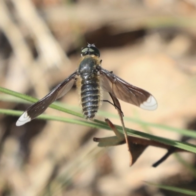 Comptosia apicalis (A bee fly) at Weetangera, ACT - 9 Mar 2020 by AlisonMilton