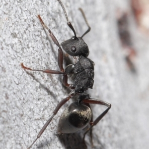 Polyrhachis phryne at Downer, ACT - 11 Aug 2020